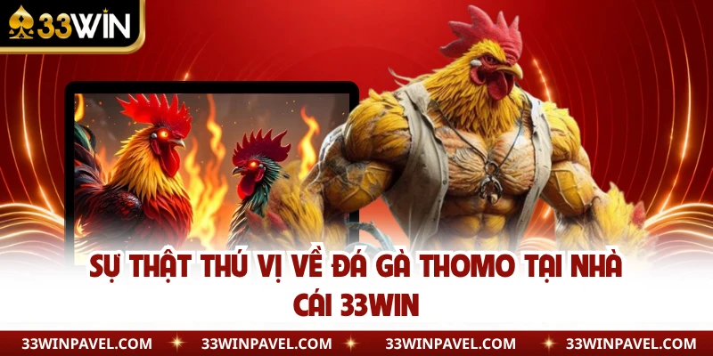 Sự thật thú vị về đá gà Thomo tại nhà cái 33WIN